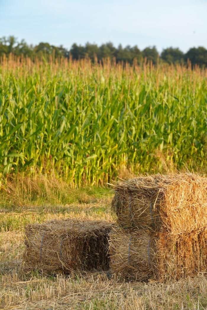 Sunlit bales of hay stacked near a cornfield in Achterberg, Netherlands, during summer.